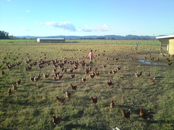  Free Range